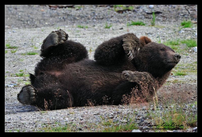 bear-cub_0652.jpg - Hmmmm, nobody around...