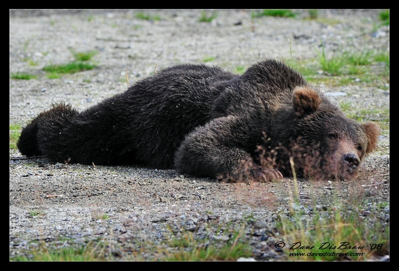 cub_0594.jpg - I could get used to this...