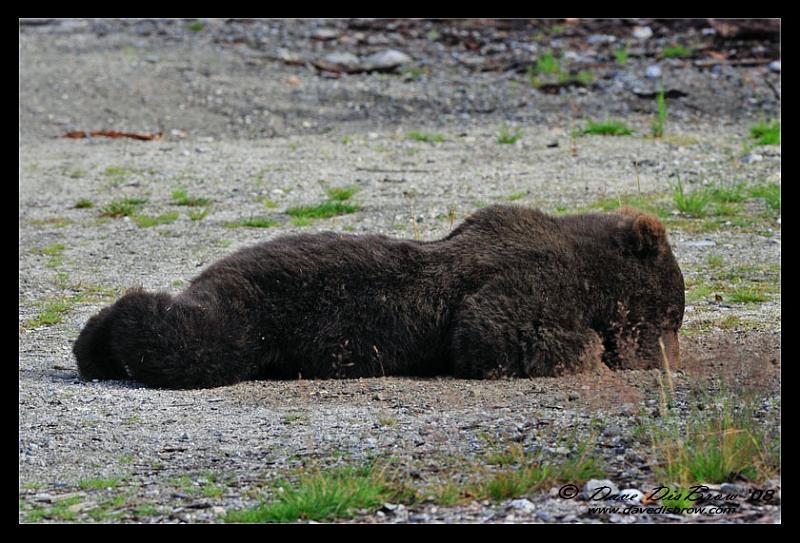 stretch-bear_0643.jpg - guess I'll take a stretch...