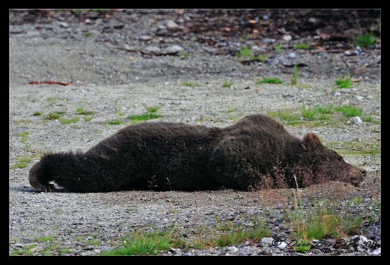 stretch-bear_0644.jpg - just feels soooo goood...