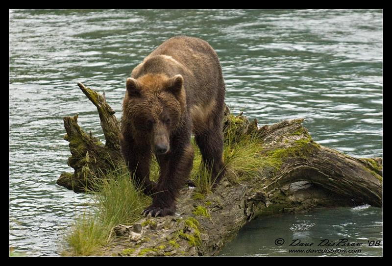 bear-log_6564.jpg - Been Fishin'