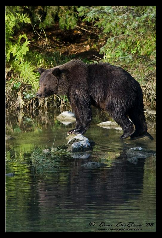 bear1866.jpg - Fall fishing venture