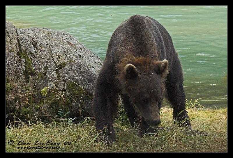 bear_6980.jpg - There's been a fisherman around these parts...