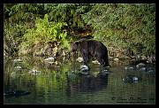 bear-1866