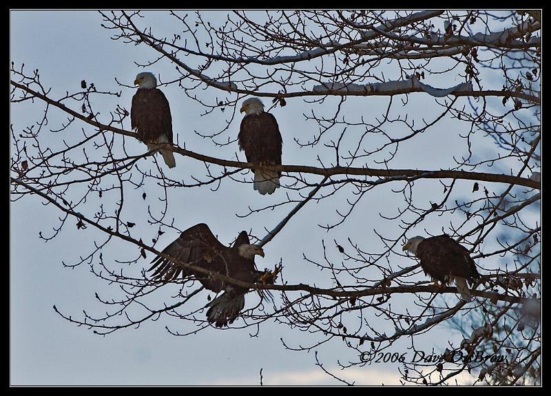 flock_o_eagles_1639-01.jpg - The gang is all here