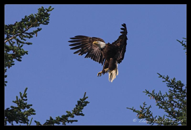 spread-eagle-web-crop_5399.jpg - Braking for a landing