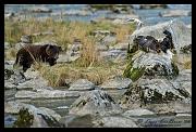 bear-n-eagle_1934