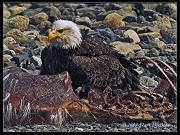 eagle-moose-crop_6142