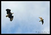 eagle-n-hawk_1702
