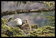 eagle-nest_6845