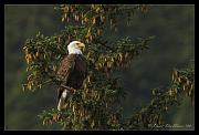 eagle-web-crop_5299