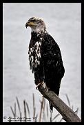 eagle-web_1601