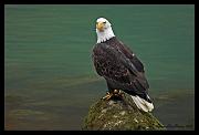 eagle_9670