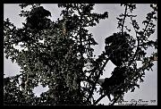 eaglets__0328