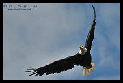 flying-eagle-web_0333