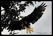 landing-eagle_0325