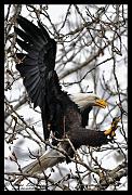 landing-talons-web_3168