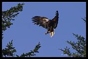 spread-eagle-web-crop_5399