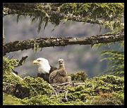 eagle-nest-crop_6845