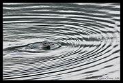 seal_2056