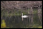 swan_9326