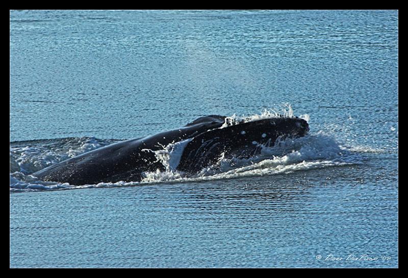 whale-head_4153.jpg - Purging water through the Baleen to separate the catch