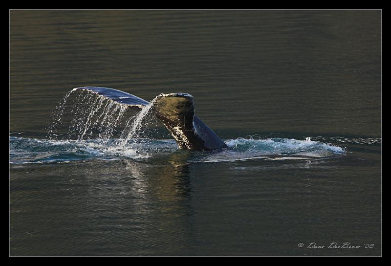 whale-tail_4198.jpg - Fluke (Tail) shot of the Humpback Whale diving
