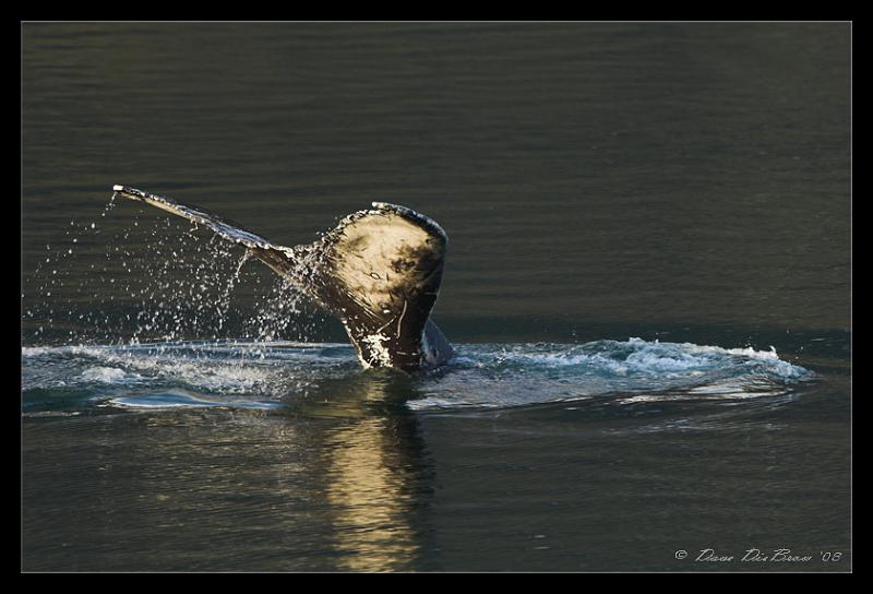 whale-tail_4199.jpg - Fluke (Tail) shot of the Humpback Whale diving