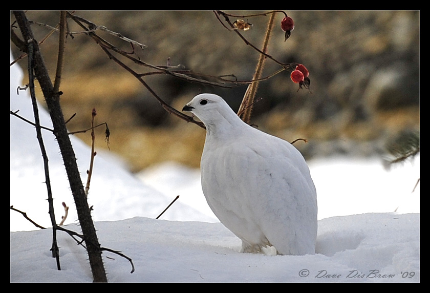 White Tailed Ptarmigan