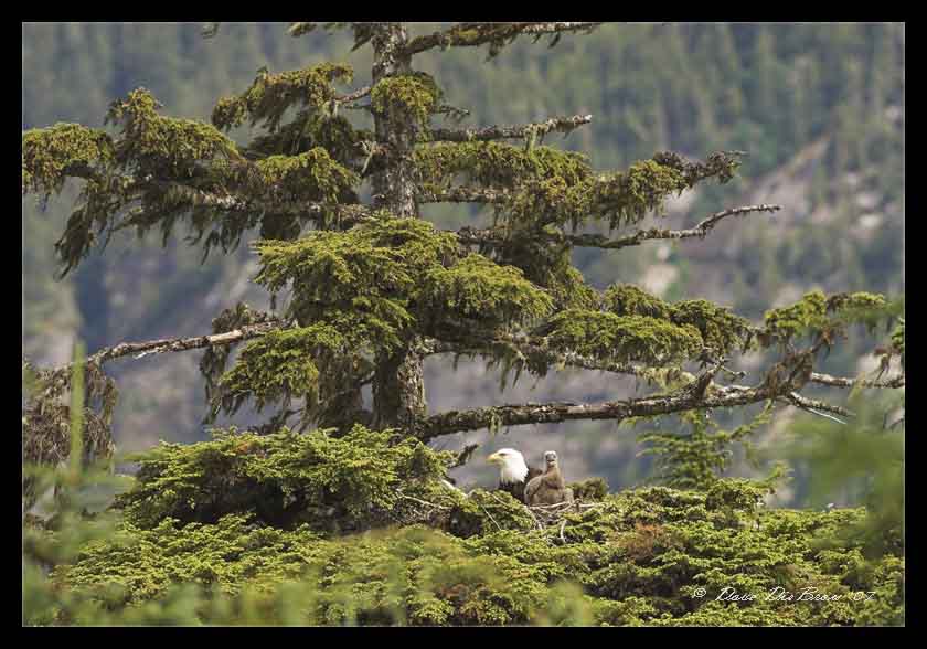 Eagle and Young
