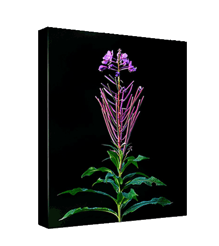 Fireweed