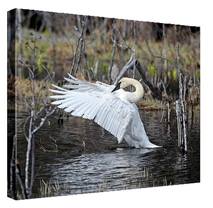 Trumpeter Swan