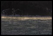 gull_1608